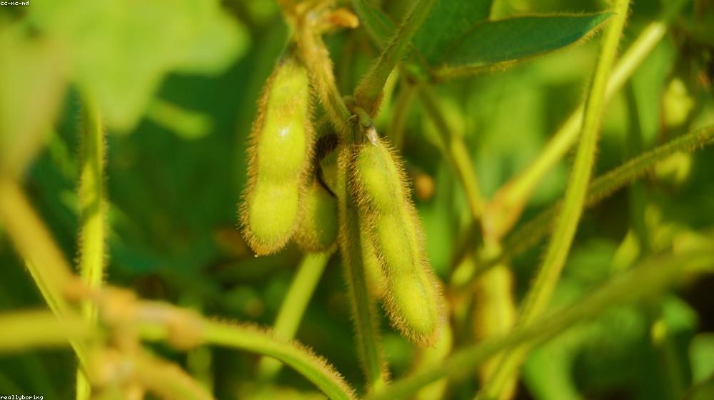 Choosing the Right Seeds for Your Crop