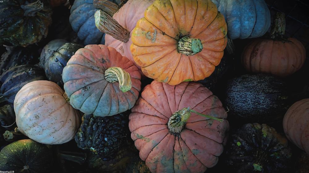 Understanding Crop Nutrients for Better Yield