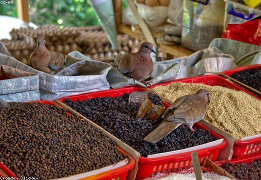 Seeds, Fertilizers & Inputs