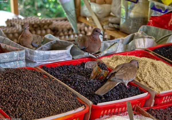 Seeds, Fertilizers & Inputs
