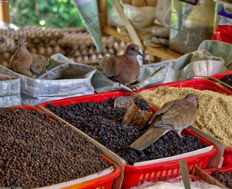 Seeds, Fertilizers & Inputs
