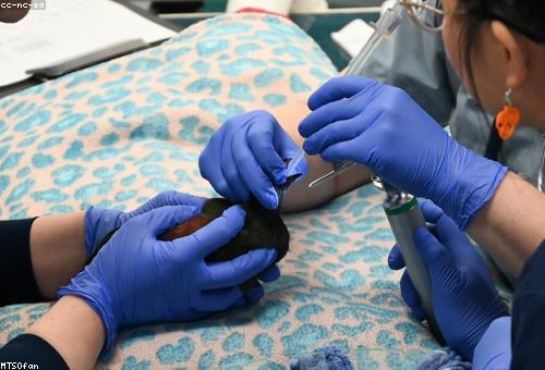 Veterinary Extension & Training