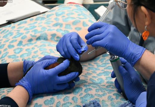 Veterinary Extension & Training