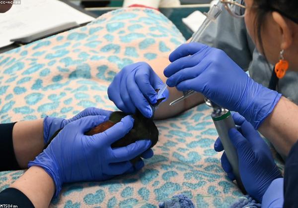 Veterinary Extension & Training