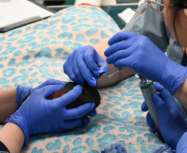 Veterinary Extension & Training